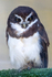 Spectacled Owl - DSC_1169