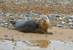 Common Seal
