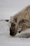 Reindeer 5312