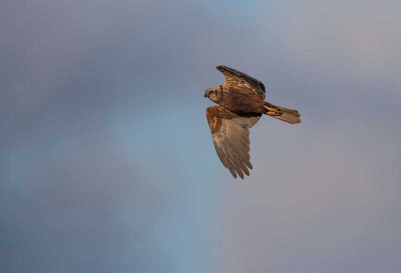 Female Marsh Harrier - Dee Estuary - North Wales