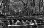 Tollymore Forest Park, Northern Ireland.