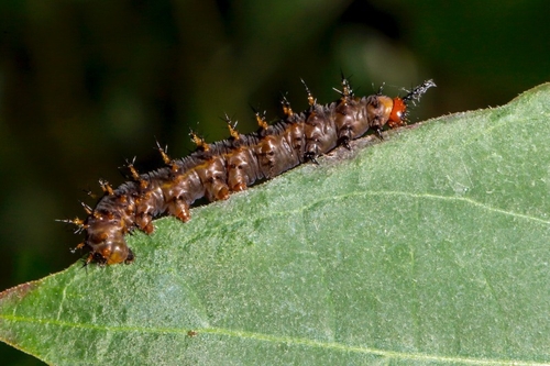 Caterpillar