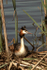 Great-crested Grebe