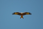 Red Kite