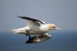 Gannet
