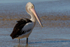 Pelican Portrait 2
