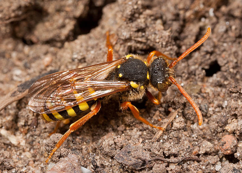 [i]Nomada goodeniana[/i] at an [i]Andrena nigroaenea[/i] colony. Warwickshire, May 2012.