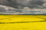 Rapeseed Fields outside Durrow in County Laois