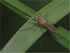 Banded Mosquito
