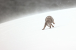 Hornstrandir Arctic Fox running, Iceland