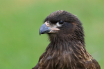 Striated Caracara (juvenile) portrait, Carcass Island, The Falklands