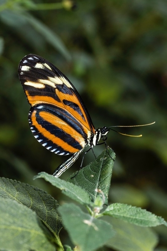 Tigerwing Butterflies are several genera taking different forms, generally with orange, black and off-white combinati…