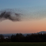 Starlings