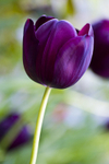 Flower - 1275