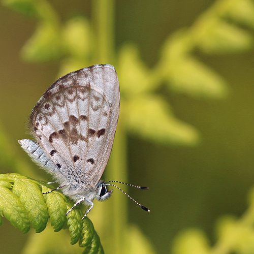 Cherry Gall Azure (Celastrina serotina)
