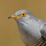 Cuckoo (male) ultra close-up, Scotland