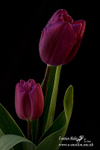 080420 -185978a