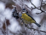 Blue Tit