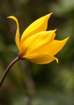 Woodland Tulip -Tulipa sylvestris RPNP0697
