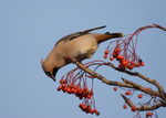 Waxwing