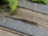 Common Lizard