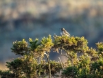 Tree Pipit