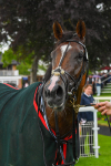 190523-Race 2-Sounds Of Heaven-0385