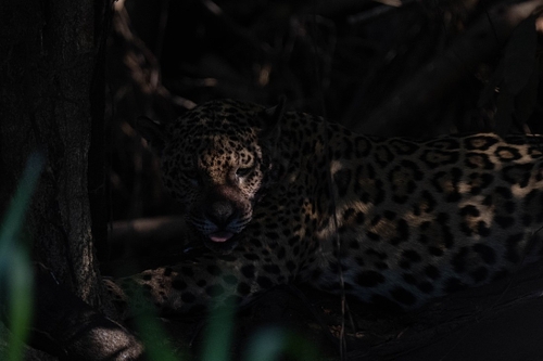 Hiding in the shade - like the fact that you can only really see the eye lit by a spot of sunlight