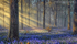Bluebell Shadows