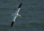 Gannet