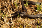 Melanistic Adder - RSPB Minsmere