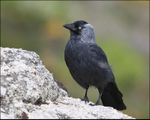 Jackdaw - Corvus monedula