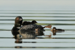 Adult Common Loon waves leg close to chick, Minnesota