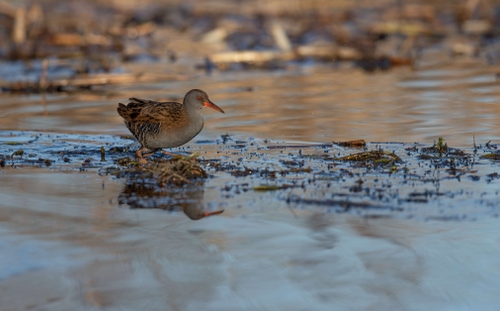 Water Rail (Rallus aquaticus)