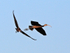 Two Glossy Ibis in flight over Stanpit Marsh