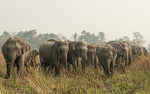 Charge of elephants