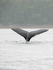 Juneau and Humpbacked Whales-26