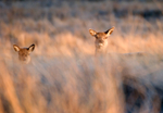 Red Deer Hinds