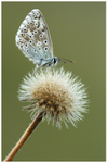 Chalk-hill Blue on Seed Head