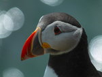 Puffin at Saltee Island, County Wexford, Ireland.