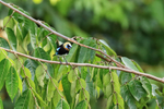 Golden-hooded Tanager portfolio
