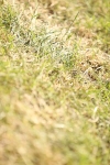 SBM_18676