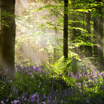 Bluebells & Light