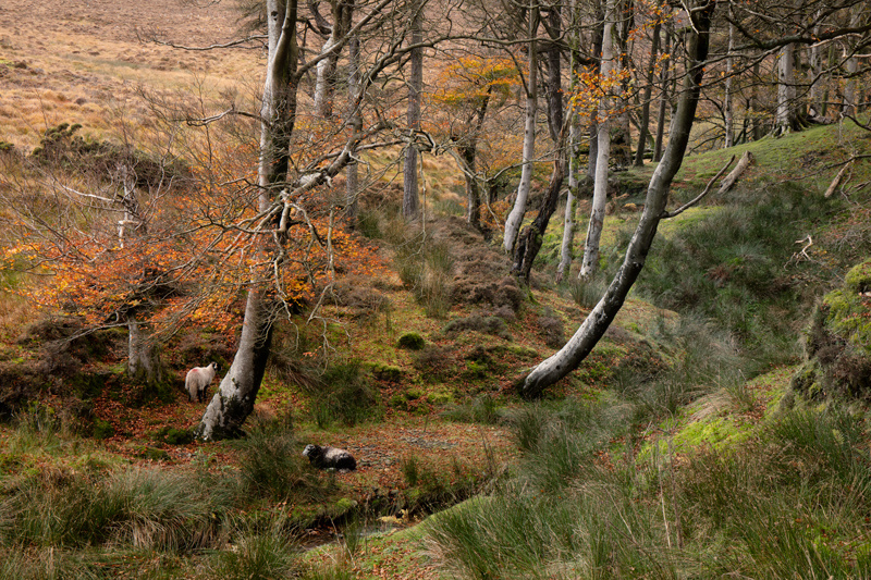 Beneath the Beech