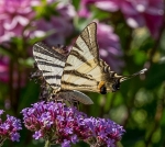 Monets Garden -8