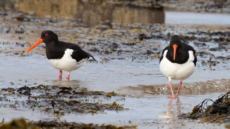 Oystercatcher  - Kildonan - Isle of Arran - Scotland