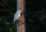 Barn Owl