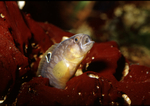 Butterfish