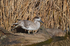 Marbled Teal