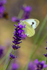 cabbage white Butterfly Pieris rapae-0731